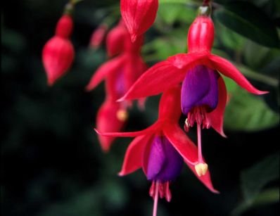 Fuchsia x 'MrsPopple'